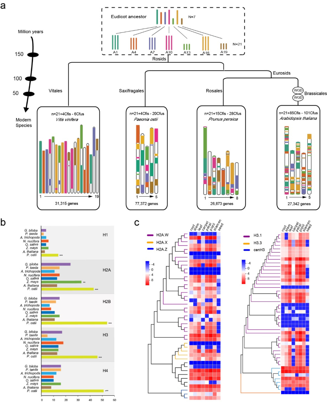 里程碑式成果！华大基因联合破译超大凤丹牡丹基因组遗传密码