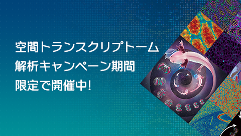 空間トランスクリプトーム解析（Stereo-seq）キャンペーン期間限定開催中！