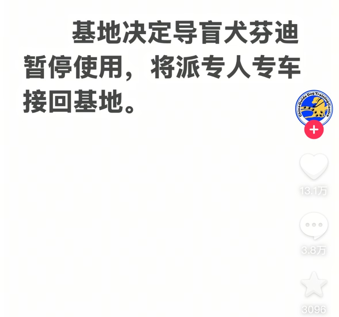 1只被接回的导盲犬，揭开1263万盲人的生活