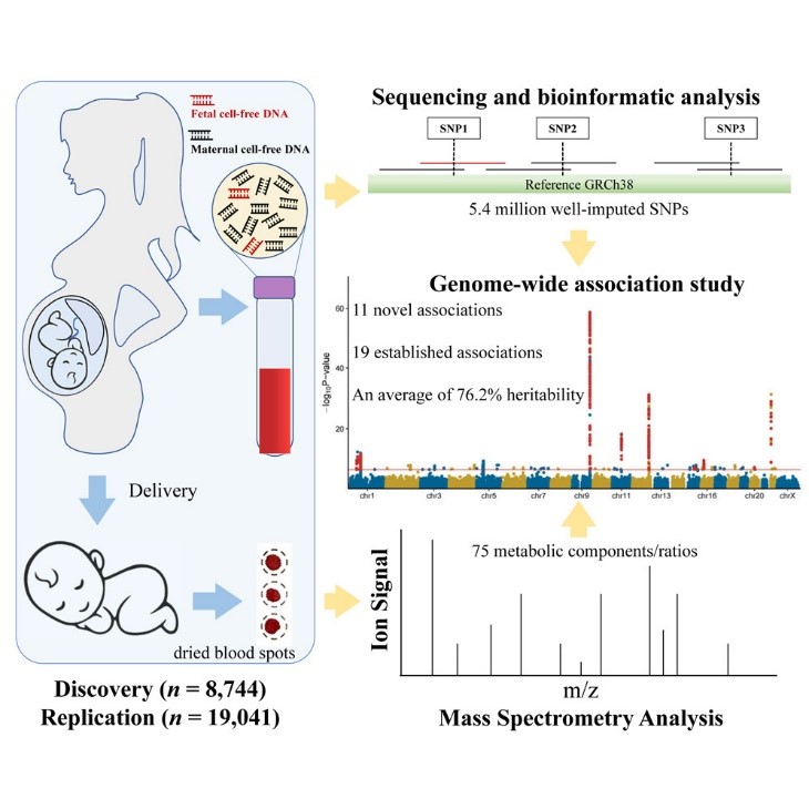 BGI+Genomics+Neonatal+Metabolism+Figure+1..jpg