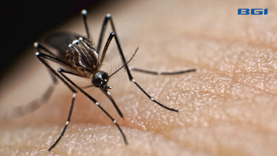 Act Before the Season: Warmer Weather Drives a Surge in Deadly Mosquito-Borne Diseases | BGI Insight