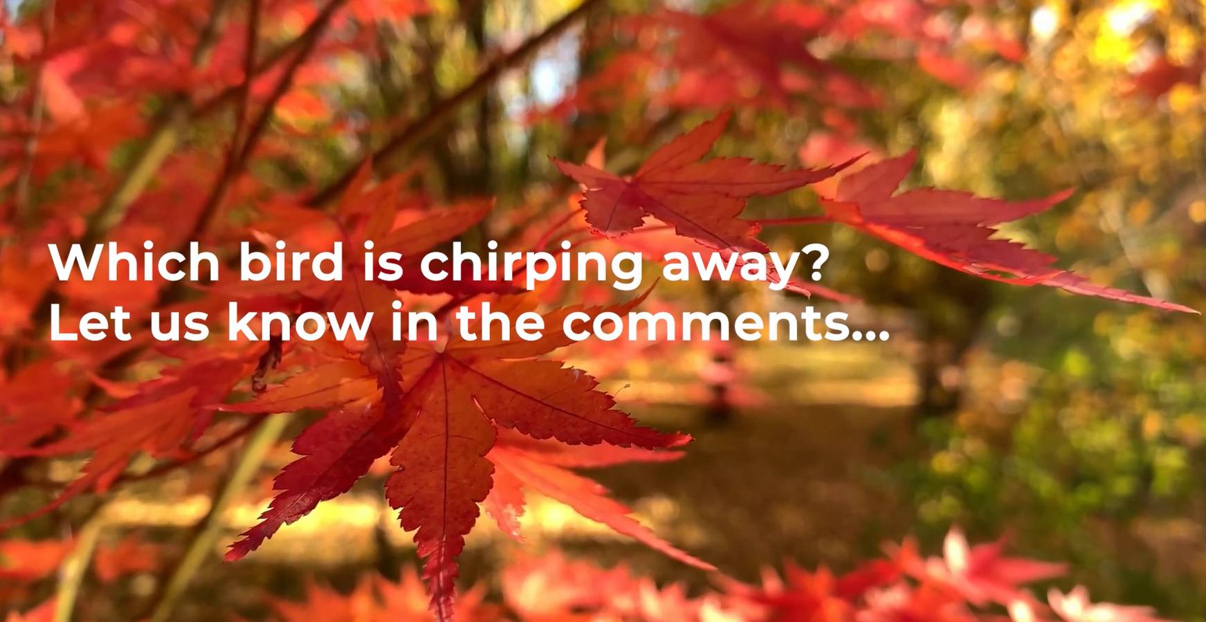 Which bird is chirping away?