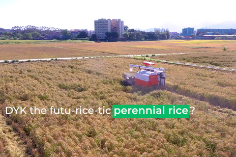 DYK the futu-rice-tic perennial rice? | BGI Gene Test